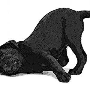 Puppy Start Right by Doggone Safe